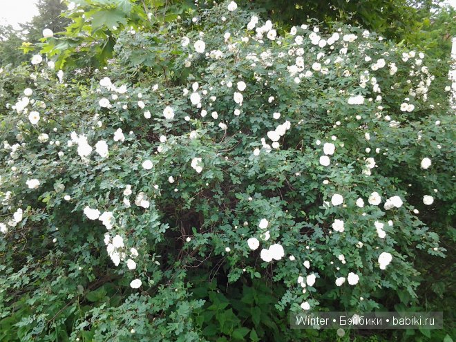 Мои "светлячки" Irrealdoll