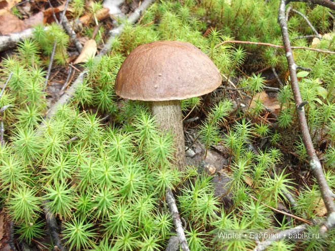 Грибная пора — Куклы Fairyland (ФэйриЛэнд): BJD (БЖД)