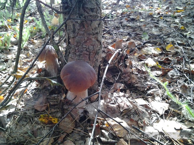 Грибная пора -2 — Куклы Fairyland (ФэйриЛэнд): BJD (БЖД) (фото 5)