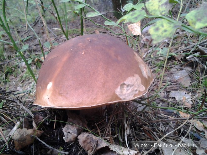 Грибная пора -2 — Куклы Fairyland (ФэйриЛэнд): BJD (БЖД)