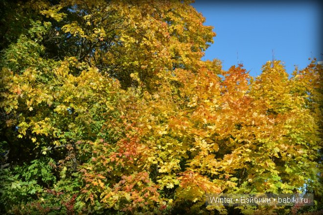 Очарование осени — Куклы Fairyland (ФэйриЛэнд): BJD (БЖД) (фото 6)