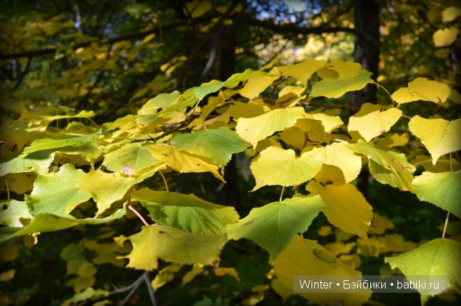 Очарование осени — Куклы Fairyland (ФэйриЛэнд): BJD (БЖД) (фото 5)