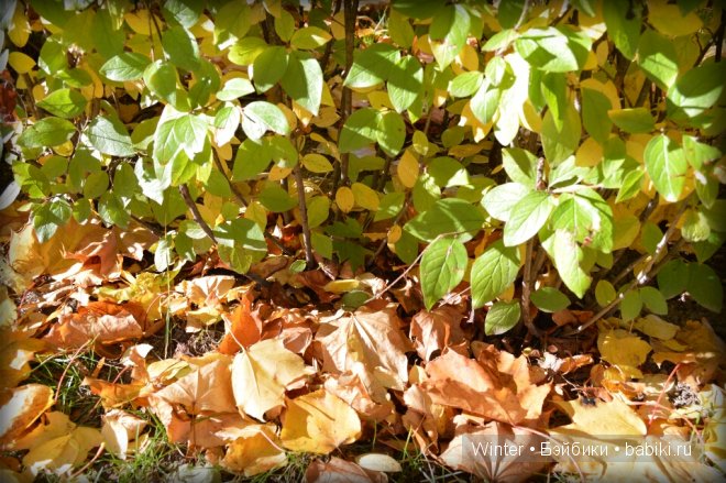 Очарование осени — Куклы Fairyland (ФэйриЛэнд): BJD (БЖД)