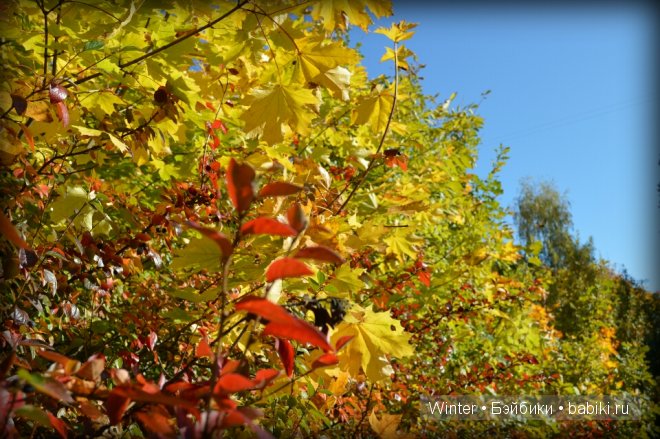 Очарование осени — Куклы Fairyland (ФэйриЛэнд): BJD (БЖД) (фото 7)