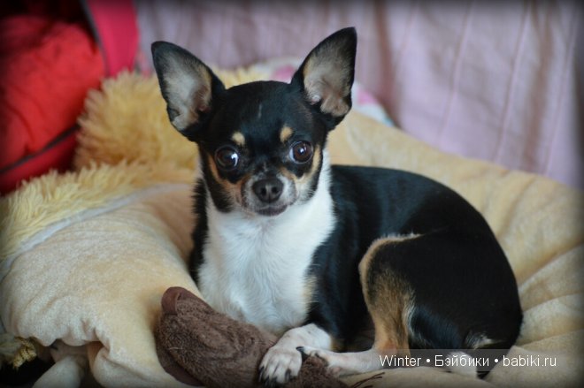 Крошка-смугляшка (W.Belle Lati)