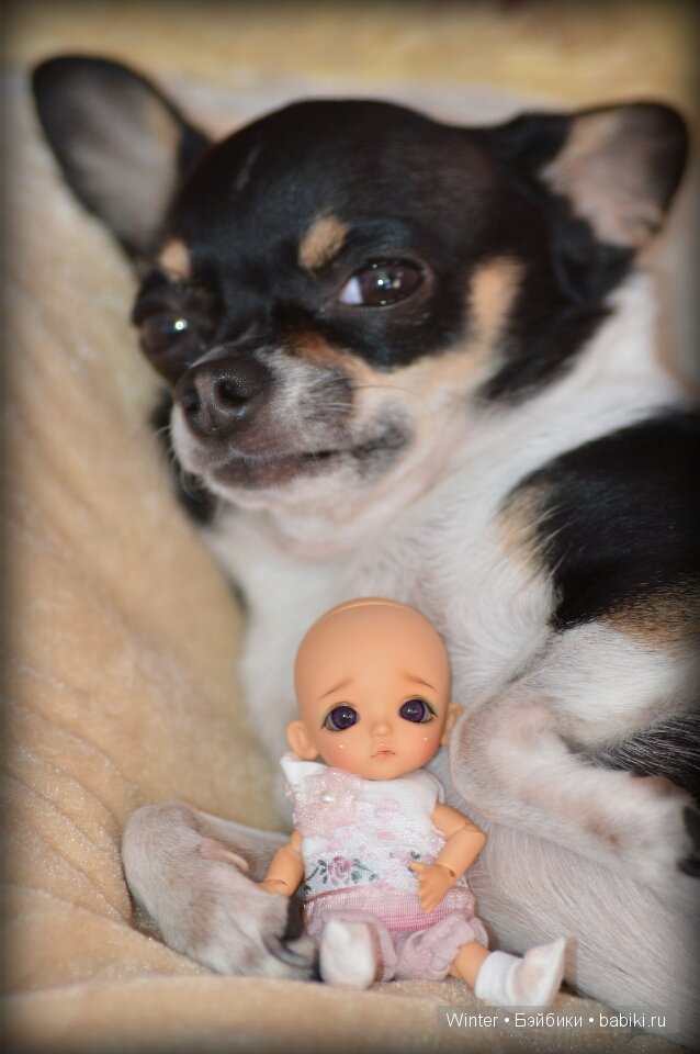 Крошка-смугляшка (W.Belle Lati) | Бэйбики Крошка-смугляшка (W.Belle Lati)