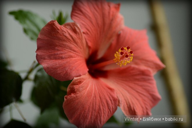 Новенькую Юляшку показали, а остальных