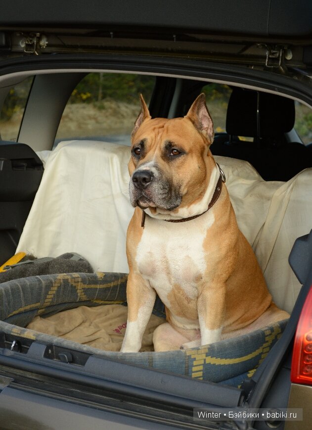 На прогулку мы ходили | Бэйбики На прогулку мы ходили — Куклы Latidoll (Лати): BJD (БЖД)