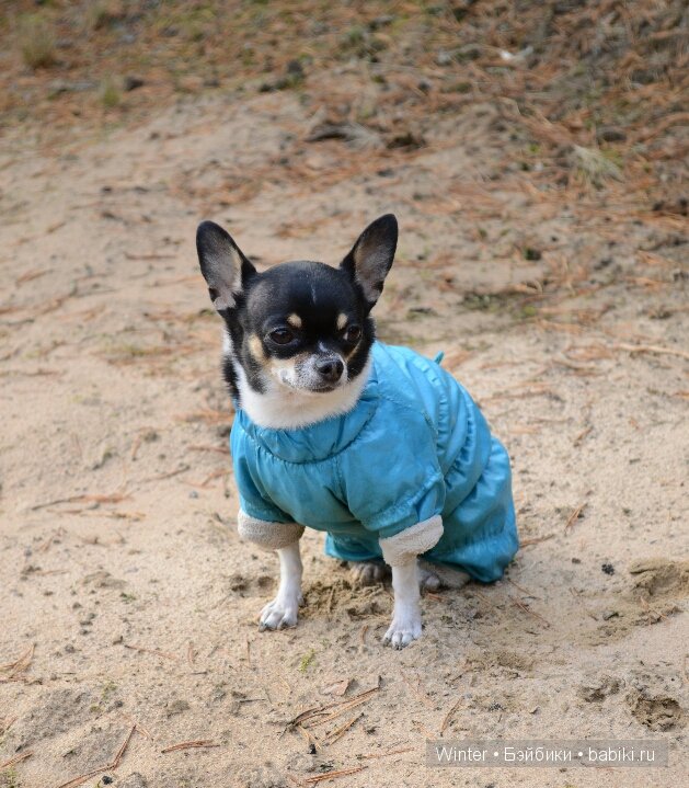 На прогулку мы ходили | Бэйбики На прогулку мы ходили — Куклы Latidoll (Лати): BJD (БЖД)