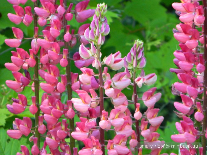 О, пани Дина, пани Дина | Бэйбики О, пани Дина, пани Дина — Куклы Zawieruszynski (Заверужински): винил