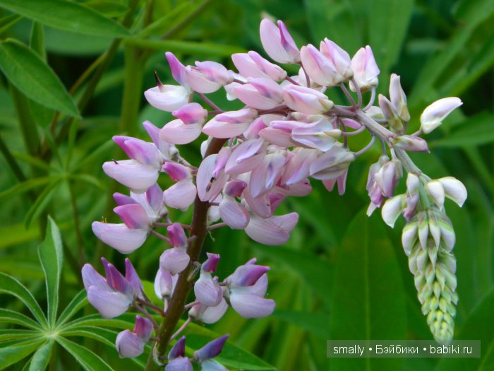 О, пани Дина, пани Дина | Бэйбики О, пани Дина, пани Дина — Куклы Zawieruszynski (Заверужински): винил