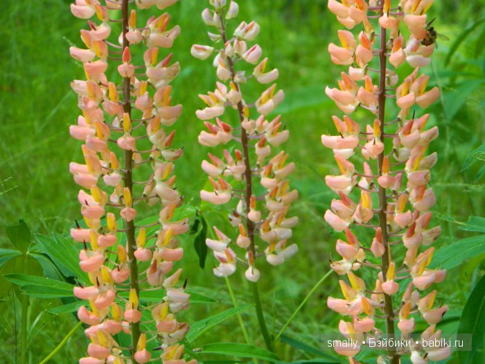 О, пани Дина, пани Дина | Бэйбики О, пани Дина, пани Дина — Куклы Zawieruszynski (Заверужински): винил (фото 8)