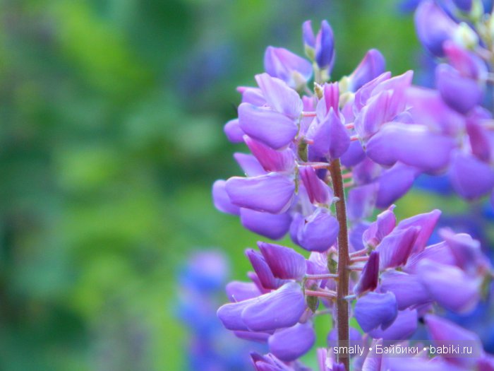 О, пани Дина, пани Дина | Бэйбики О, пани Дина, пани Дина — Куклы Zawieruszynski (Заверужински): винил (фото 4)