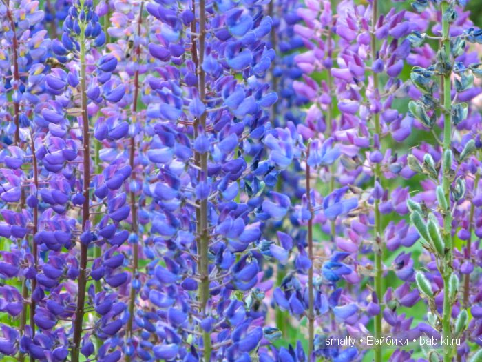 О, пани Дина, пани Дина | Бэйбики О, пани Дина, пани Дина — Куклы Zawieruszynski (Заверужински): винил