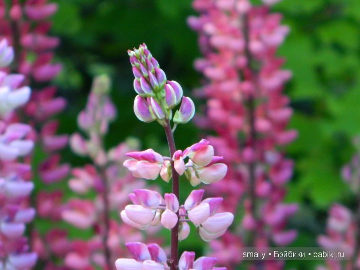 О, пани Дина, пани Дина | Бэйбики О, пани Дина, пани Дина — Куклы Zawieruszynski (Заверужински): винил