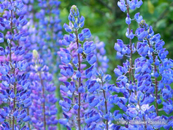 О, пани Дина, пани Дина | Бэйбики О, пани Дина, пани Дина — Куклы Zawieruszynski (Заверужински): винил