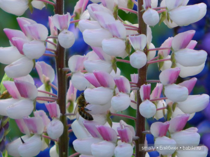 О, пани Дина, пани Дина | Бэйбики О, пани Дина, пани Дина — Куклы Zawieruszynski (Заверужински): винил