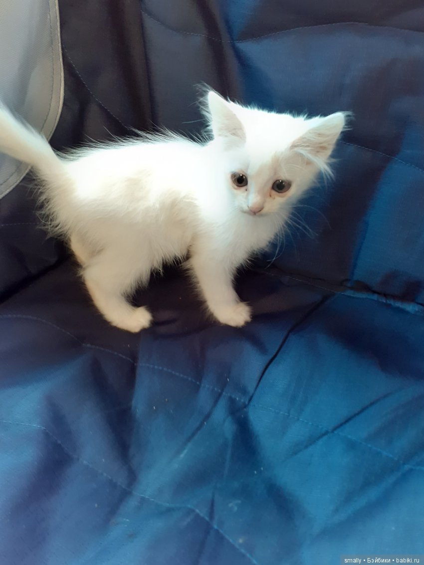 Фотосессия на синем фоне без повода и сюжета. Джианна Элизы Глазгольд