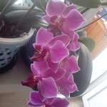 Моя цветочная любовь!