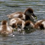 Просто утки...