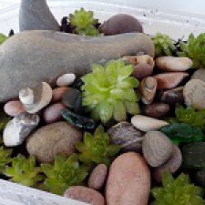 Альпийская горка в миниатюре. Живая