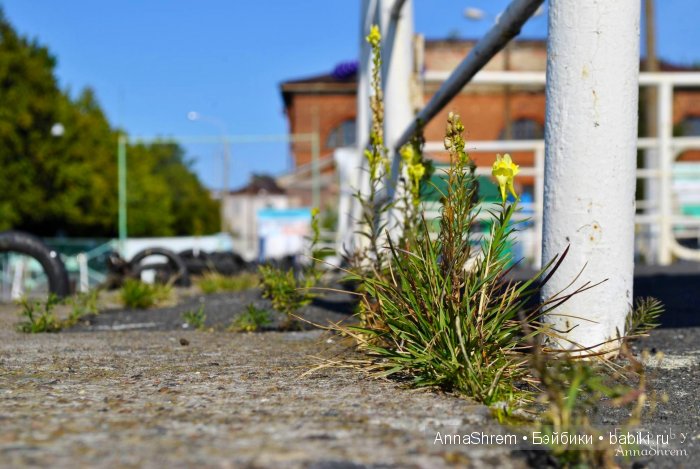 Прогулка по Кронштадту с Doll-Chateau Queena (фото 10)