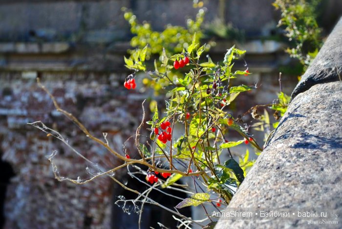 Прогулка по Кронштадту с Doll-Chateau Queena