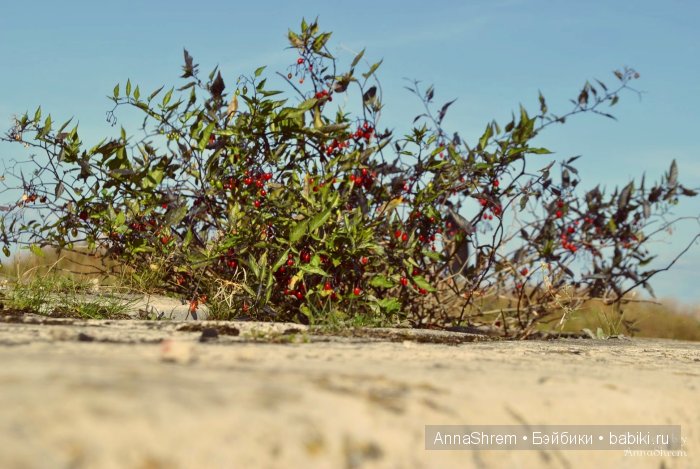 Прогулка по Кронштадту с Doll-Chateau Queena
