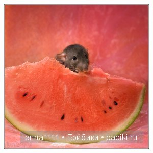 Любителям крысок посвящается