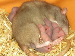 Любителям крысок посвящается