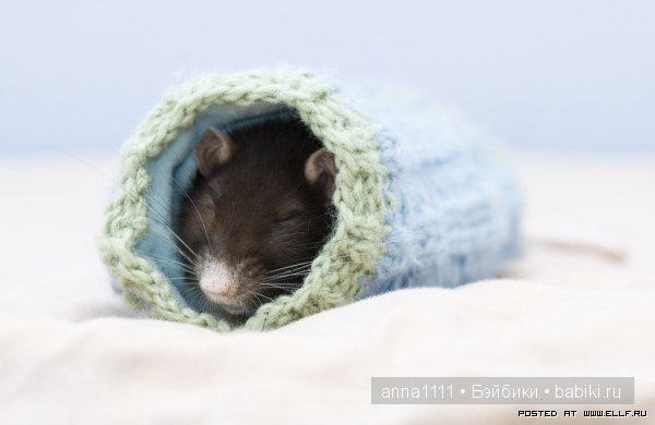 Любителям крысок посвящается