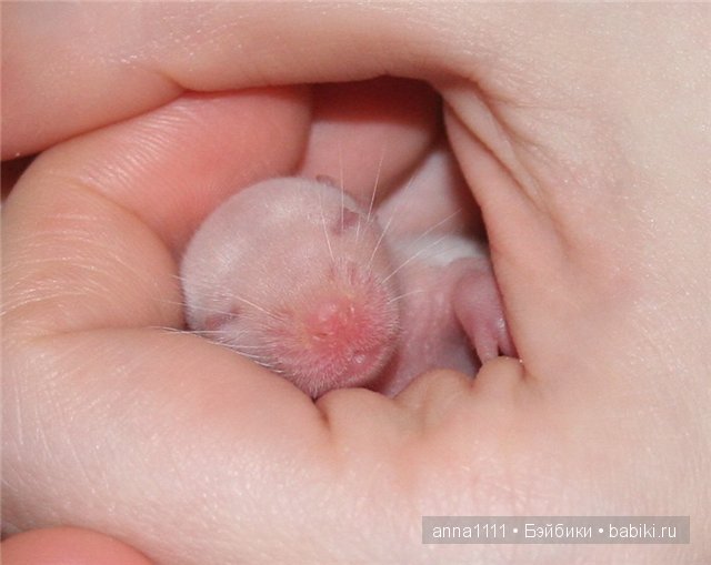 Любителям крысок посвящается (фото 8)