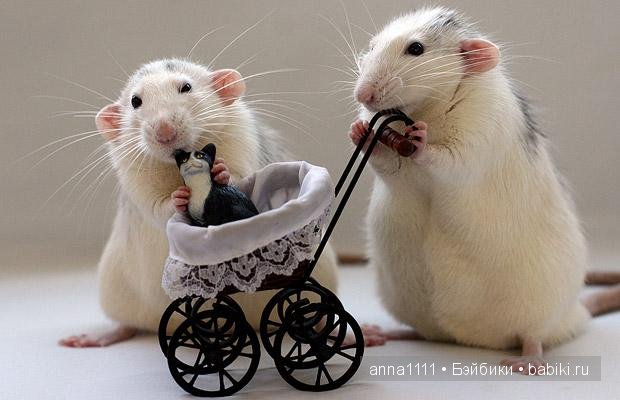 Любителям крысок посвящается