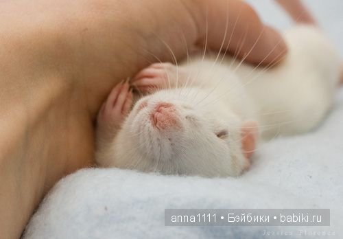 Любителям крысок посвящается (фото 5)