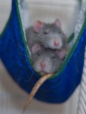 Любителям крысок посвящается