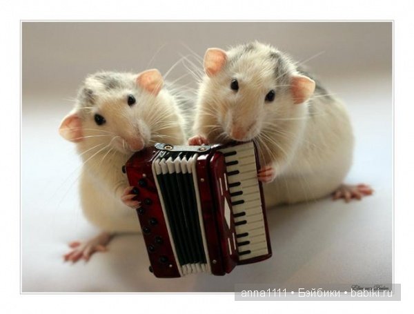 Любителям крысок посвящается (фото 6)