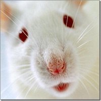 Любителям крысок посвящается