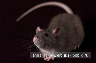 Любителям крысок посвящается (фото 3)