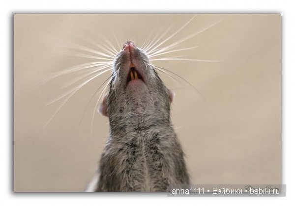 Любителям крысок посвящается (фото 7)