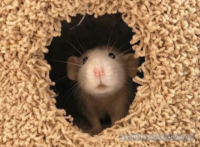 Любителям крысок посвящается