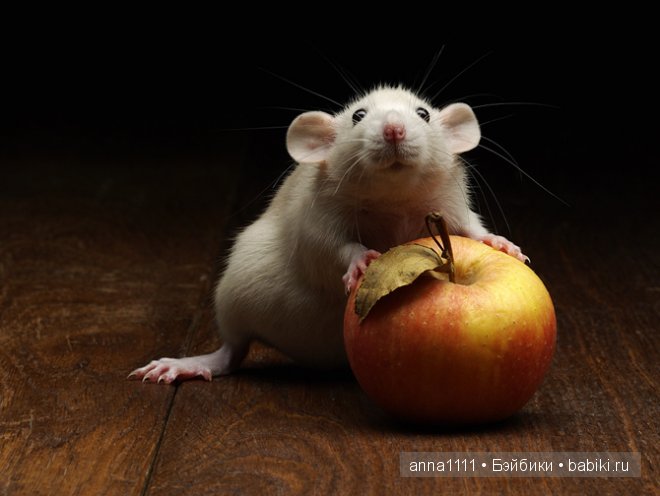 Любителям крысок посвящается