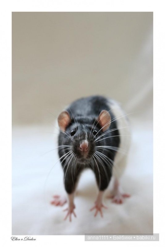 Любителям крысок посвящается (фото 4)