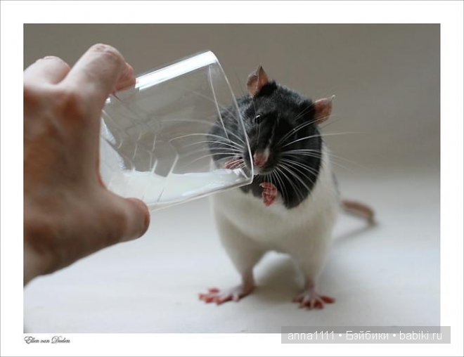 Любителям крысок посвящается
