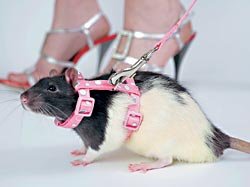 Любителям крысок посвящается (фото 2)