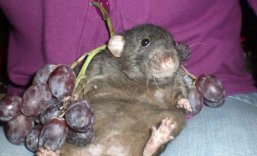 Любителям крысок посвящается