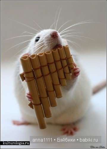 Любителям крысок посвящается