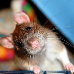Любителям крысок посвящается