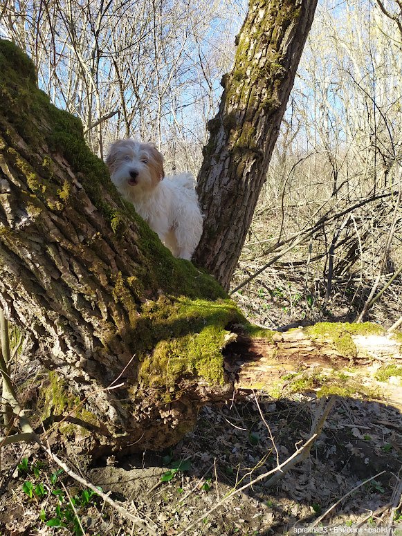 Однако, здравствуйте, знакомьтесь, Ухти-Тухти (фото 4)