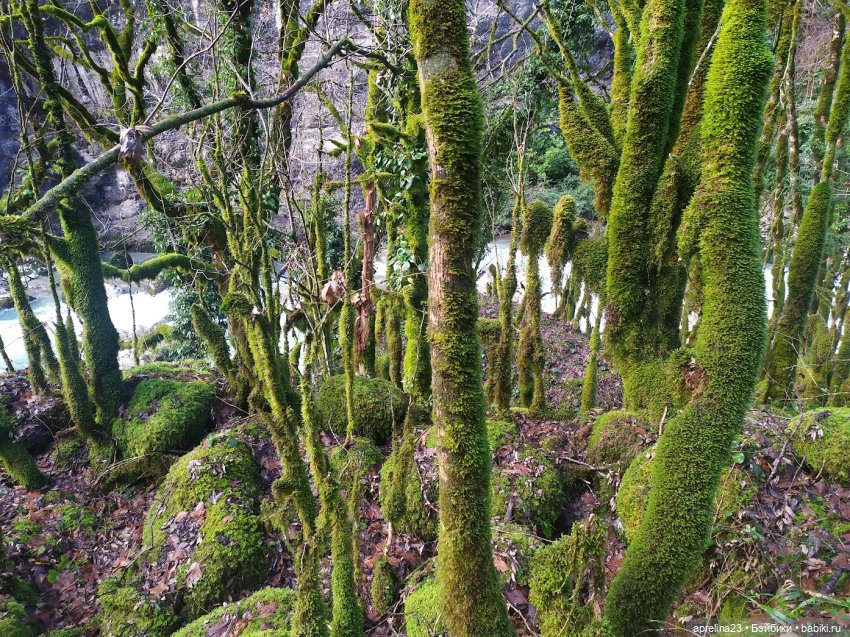 Путешествие Норы к озеру Рица 06.01.2024 (фото 10)