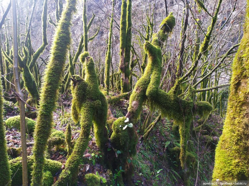 Путешествие Норы к озеру Рица 06.01.2024 (фото 9)